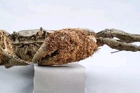 日本絨螯蟹藏品圖，第7張